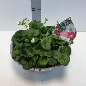 Fragaria   ...