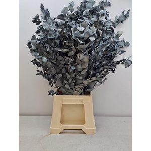 GESTABILISEERD EUC STUARTIANA BLAUW GRIJS