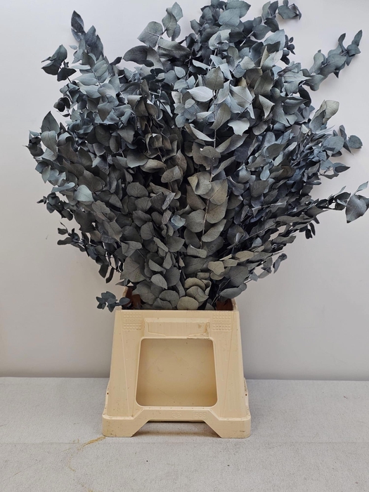 <h4>GESTABILISEERD EUC STUARTIANA BLAUW GRIJS</h4>