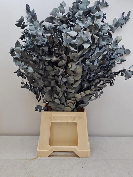 <h4>GESTABILISEERD EUC STUARTIANA BLAUW GRIJS</h4>