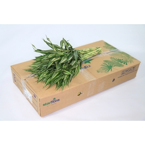 Dracaena Sanderiana Victory