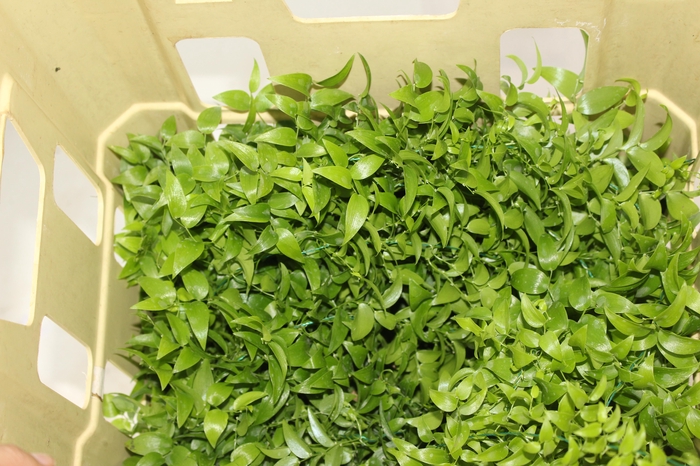 <h4>FOLHAGEM ASPARGO SMILAX</h4>