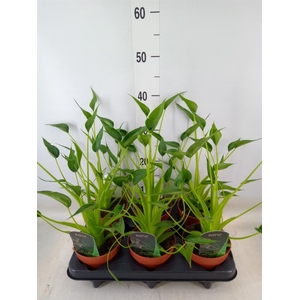 Alocasia  'Tiny Dancers'