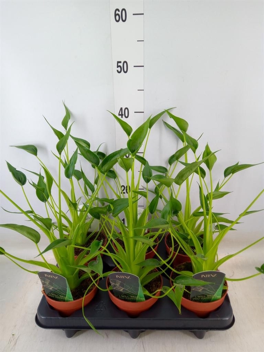 <h4>Alocasia  'Tiny Dancers'</h4>