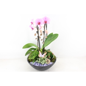 arr2 PL - Ebbischaal x1 cascade roze