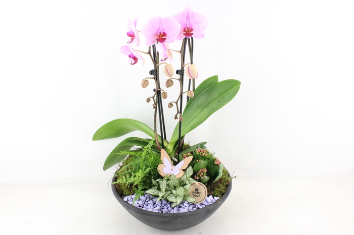 <h4>arr2 PL - Ebbischaal x1 cascade roze</h4>