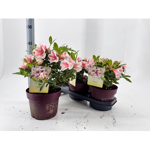 RHOD EV EN AUT STARB