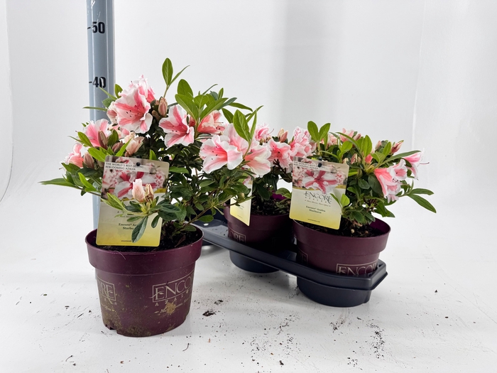 <h4>RHOD EV EN AUT STARB</h4>