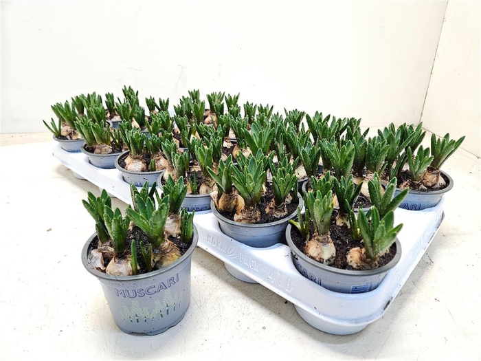 arr8 Muscar White Spear