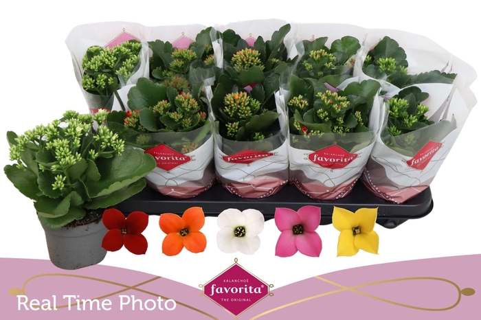 <h4>KAL EN GEM 5 KL</h4>