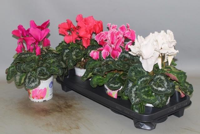 <h4>CYCL GR HAL CURLY</h4>