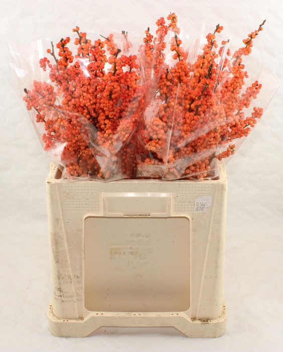 <h4>ILEX VE WINTER GOLD</h4>