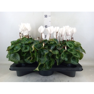 Cyclamen GR 'Halios'
