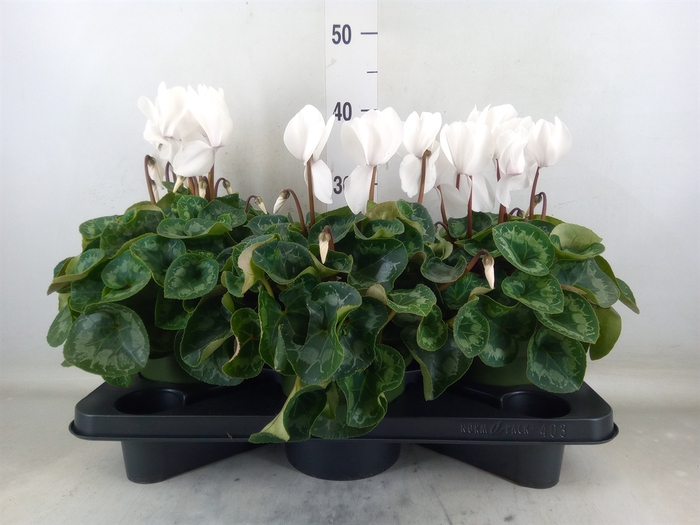 <h4>Cyclamen GR 'Halios'</h4>