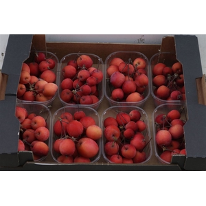 Sier Malusappel Red X8