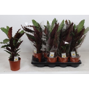 Calathea Rufibarba Wavestar 14Ø 55cm