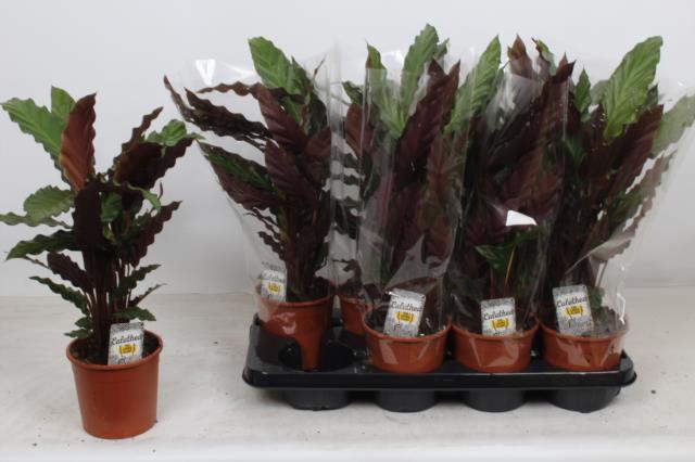 Calathea Rufibarba Wavestar 14Ø 55cm
