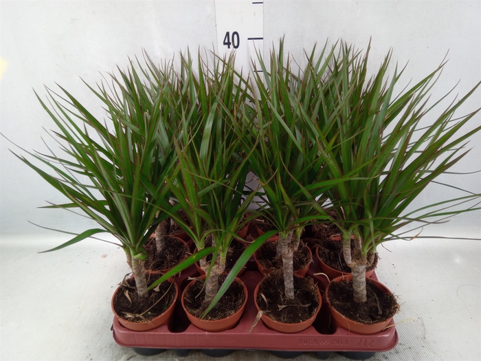 <h4>Dracaena marg.</h4>