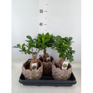 Ficus microcarpa 'Ginseng'
