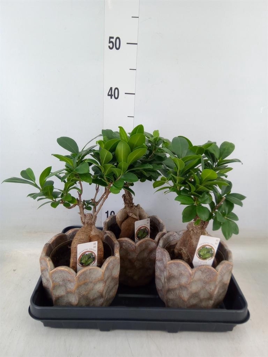 <h4>Ficus microcarpa 'Ginseng'</h4>