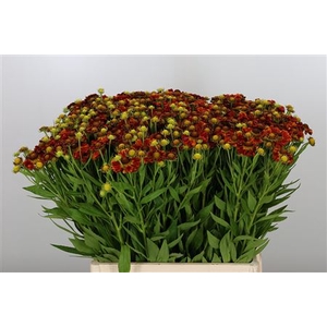 HELEN AUTUMN FIRE