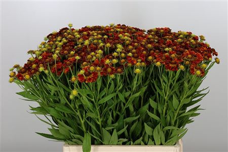 HELEN AUTUMN FIRE
