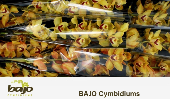 <h4>CYMB T COOKSBRIDGE</h4>