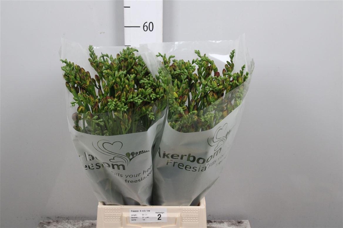 <h4>Fr Du Mandarine</h4>