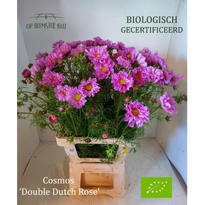 Cosmos Bip Double Dutch Rose