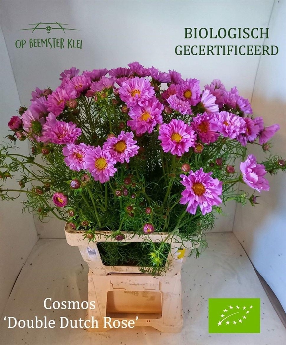 <h4>Cosmos Bip Double Dutch Rose</h4>