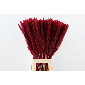 DF Pampas Silvy Bs 10pc Bordea