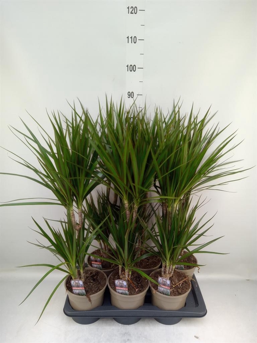 <h4>Dracaena marg.</h4>