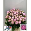 Paeonia lact. 'Sarah Bernhard'