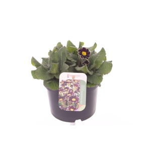 Primula elatior Mister Black Laced