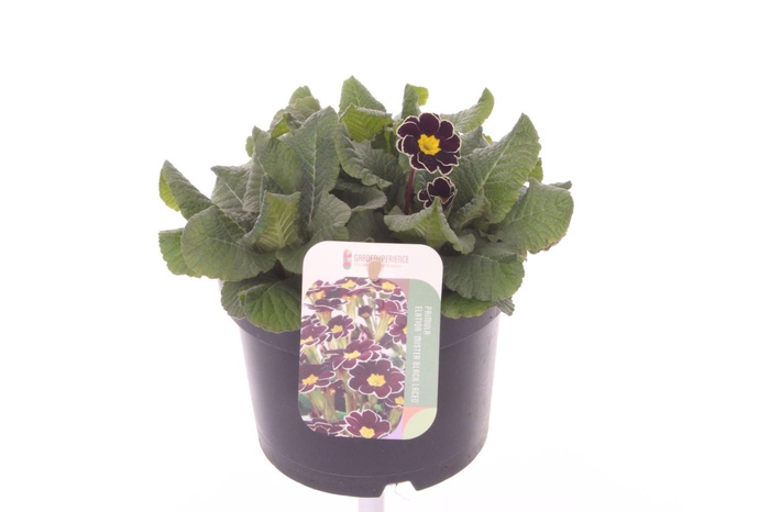 <h4>Primula elatior Mister Black Laced</h4>