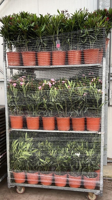 <h4>NERI OLEANDER</h4>