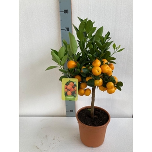 CITR MICROCARPA
