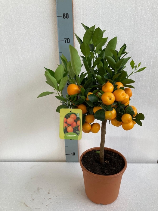 <h4>CITR MICROCARPA</h4>