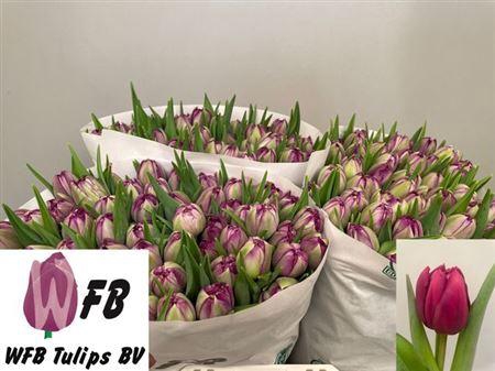 <h4>Tu Du Python</h4>