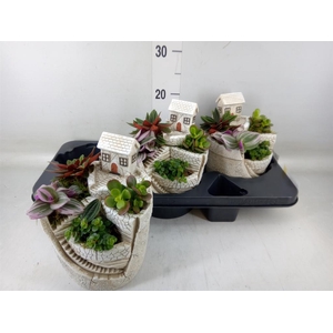 Arr.   Kamerplant Groen H%