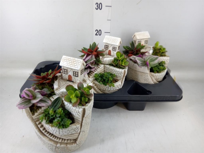 <h4>Arr. Kamerplant Groen H%</h4>