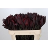 Leucadendron Saf Sunset Dark R.