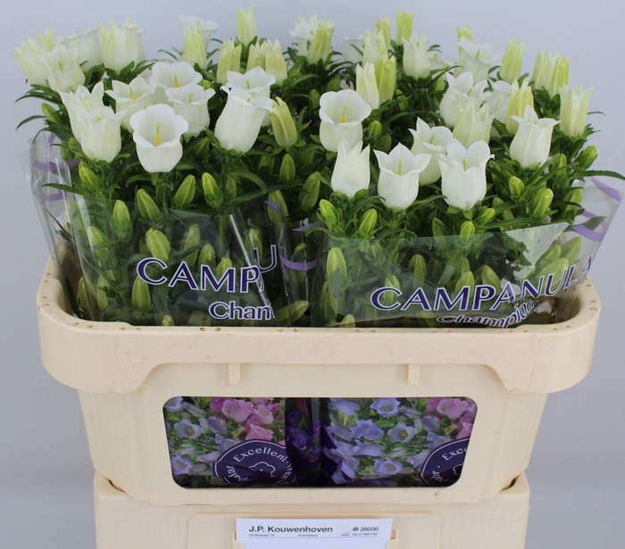 <h4>CAMPANULA MEDIUM 'CHAMPION WHITE'</h4>