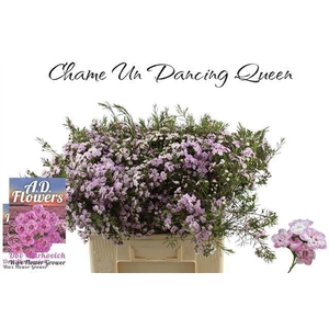 Chame Un Danc Queen 60cm