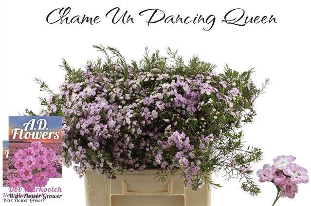 <h4>Chame Un Danc Queen 60cm</h4>