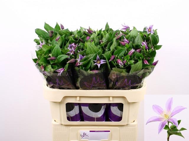<h4>Clematis star river</h4>