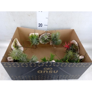 Tillandsia ionantha