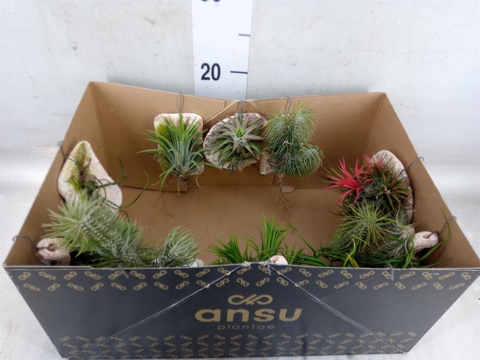 <h4>Tillandsia ionantha</h4>
