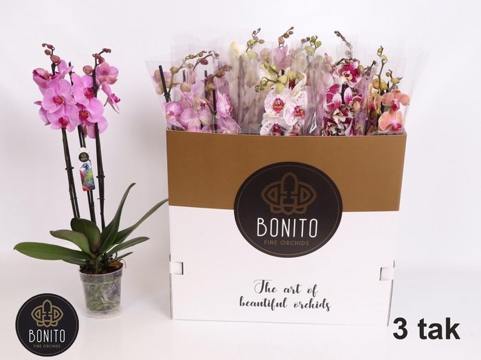 <h4>PHAL GEM 5 KL</h4>