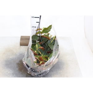 BEGONIA RADICANS BRONZE FORM C21